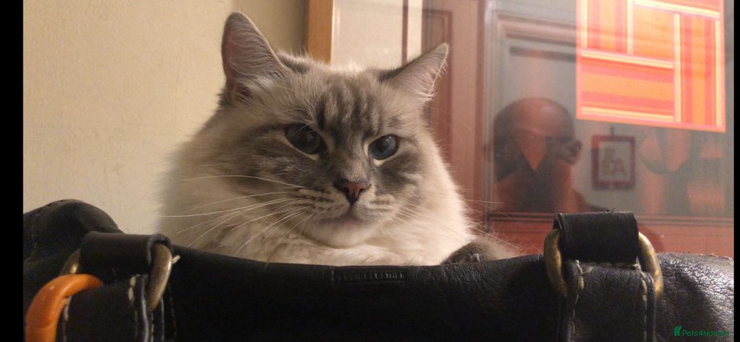 Siberian cats for sale: Sweet human friendly Siberians  - Image 4