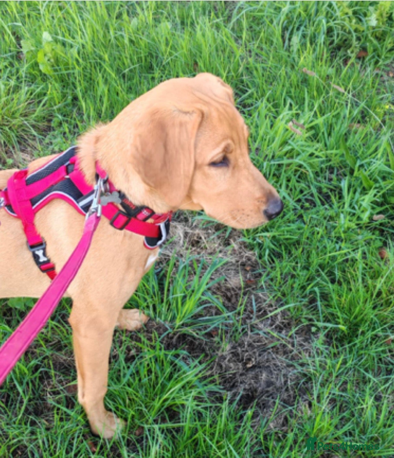 Labrador Retriever dogs Labrador Retriever Puppy - Advert 2