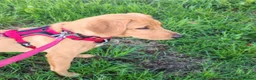 Labrador Retriever dogs for sale: Labrador Retriever Puppy - Advert 1