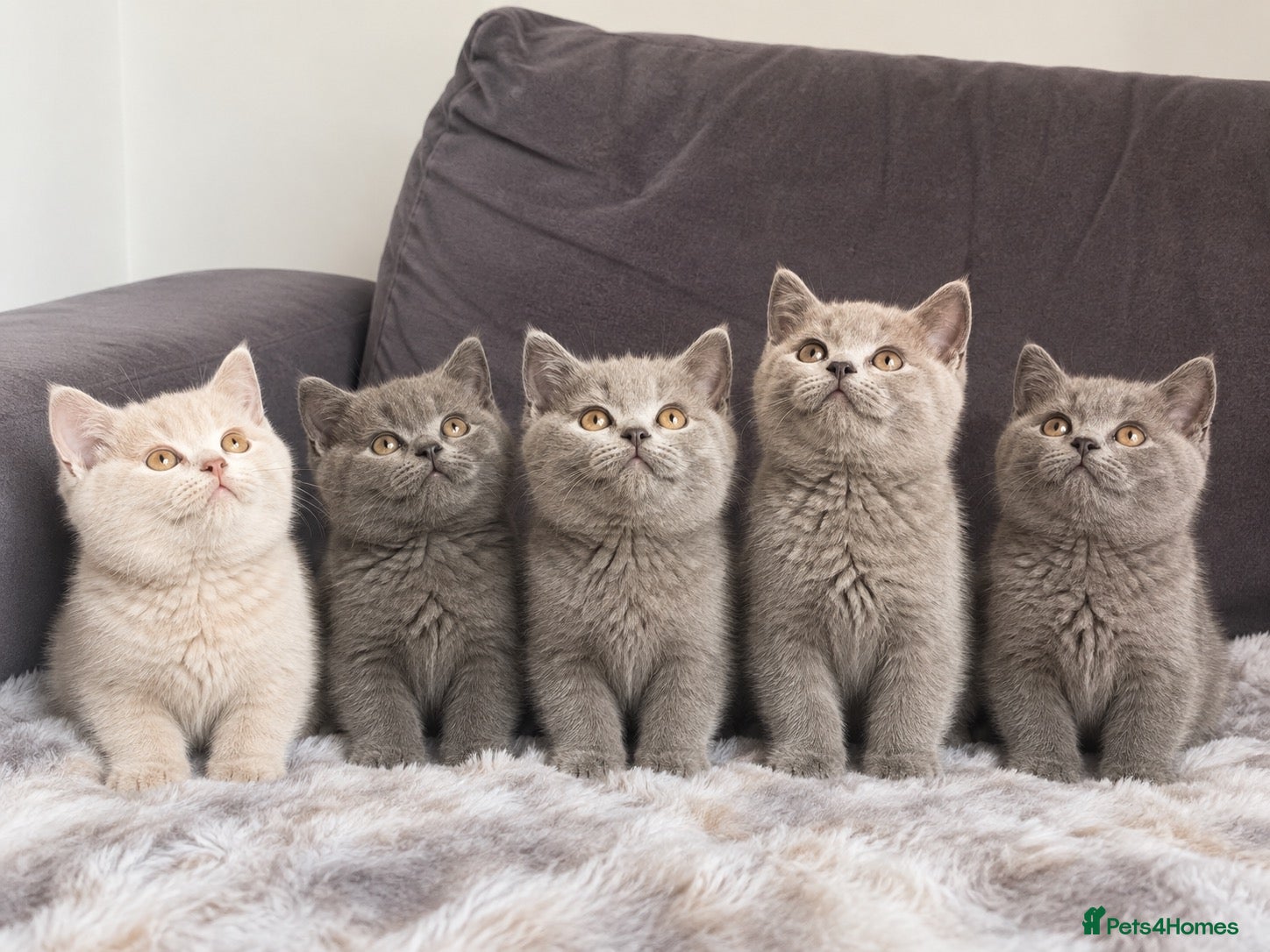 British Shorthair cats 6 gorgeous bsh for sale ❤️ - Advert 1