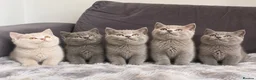 British Shorthair cats for sale: 6 gorgeous bsh for sale ❤️ - Advert 1