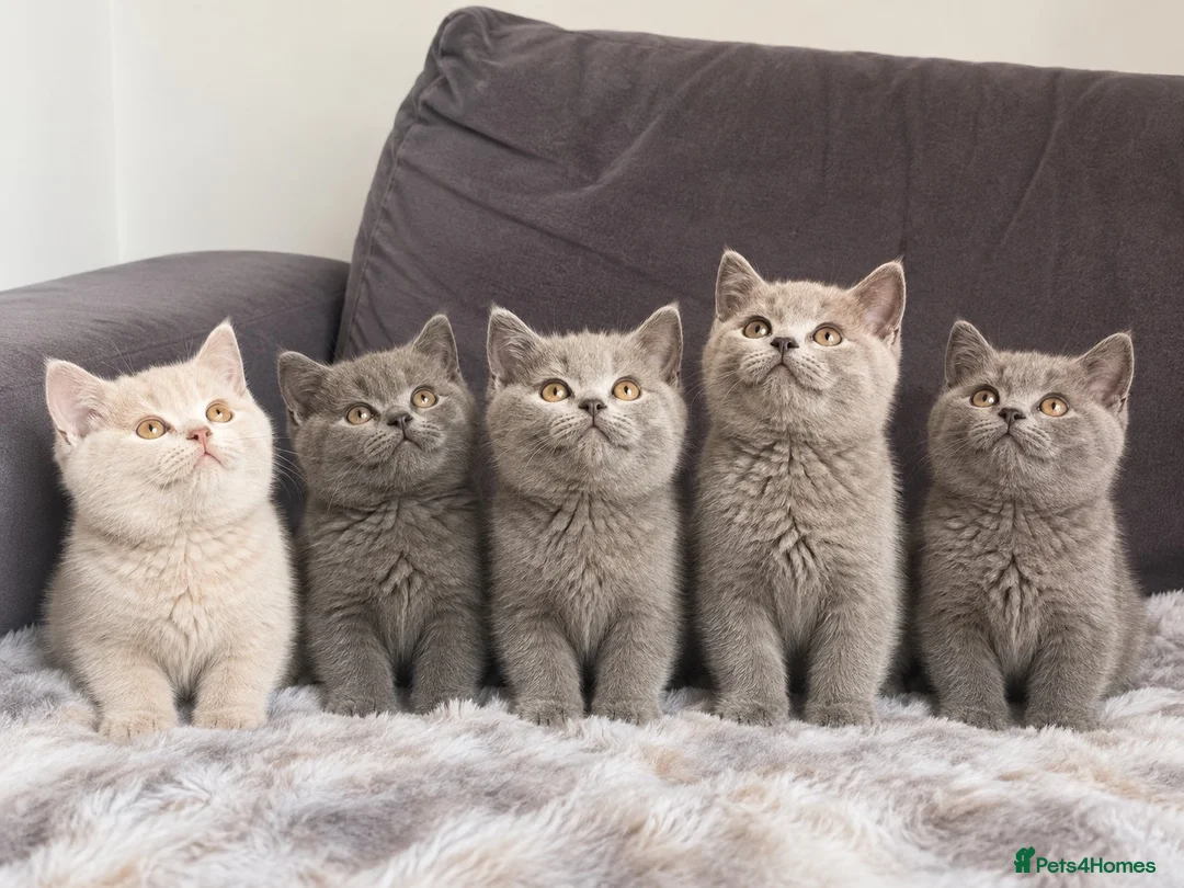 British Shorthair cats for sale: 6 gorgeous bsh for sale ❤️ - Advert 1