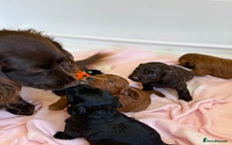 Cockapoo dogs for sale: Stunning toy size F1 cockapoo puppies - Image 4