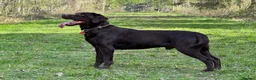 Labrador Retriever dogs for sale: KC REG CHOCOLATE LABRADOR PUPPIES  - Advert 7