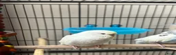 Budgerigars birds for sale: Budgies pair  - Advert 13