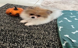 Pomeranian dogs for sale: Fluffy Pomeranian puppies - Image 31