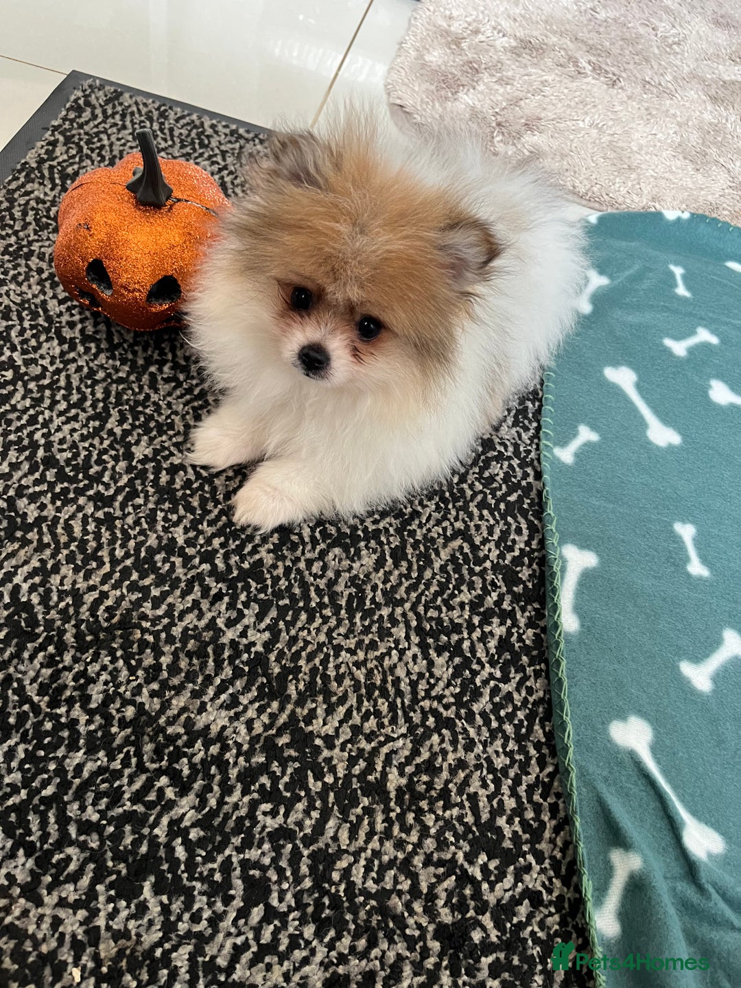 Pomeranian dogs for sale: Fluffy Pomeranian puppies - Image 31