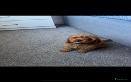 Cavapoo dogs for sale: Stunning health tested f1 Cavapoos ready now  - Image 8