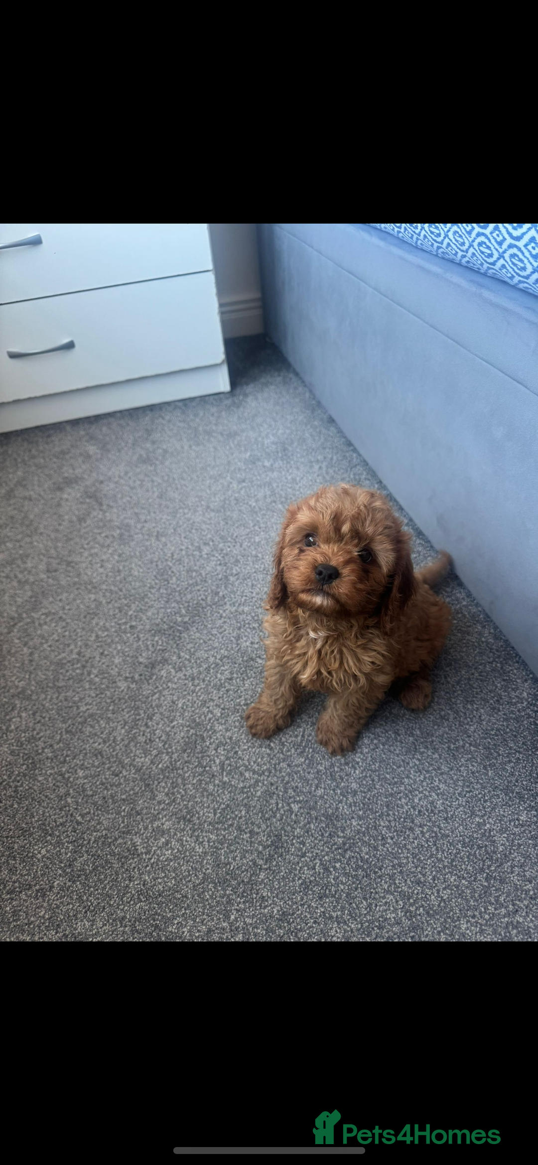 Cavapoo dogs for sale: Stunning health tested f1 Cavapoos ready now  - Image 8