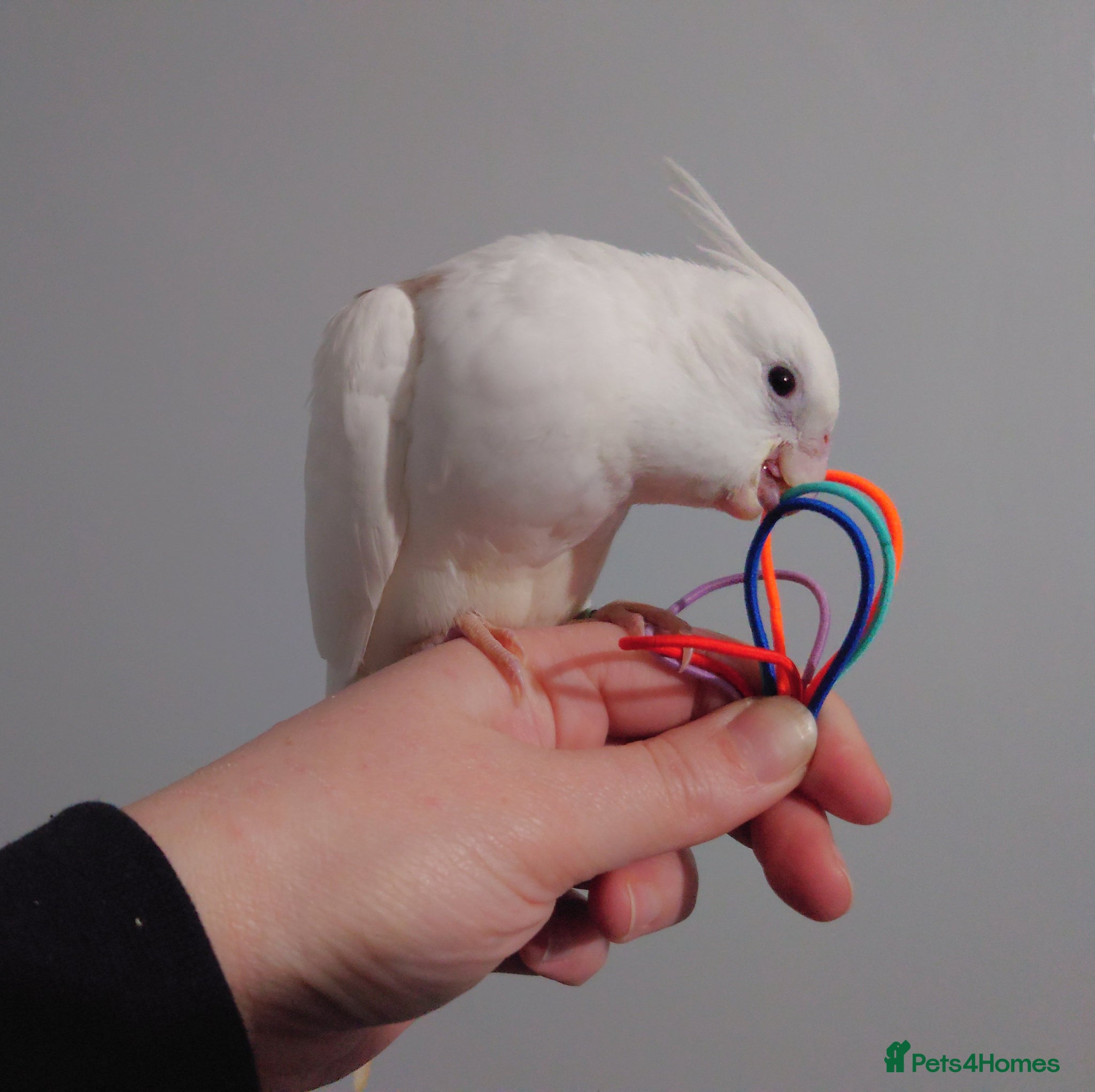 Cockatiels birds Hand reread silly tame DNA sexed baby cockatiels  - Advert 3