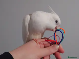 Cockatiels birds Hand reread silly tame DNA sexed baby cockatiels - Advert 2