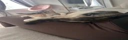 Mixed Breed cats for sale: Mum and kitten  - Advert 3