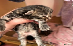 Mixed Breed cats for sale: Kittens tabby - Image 11