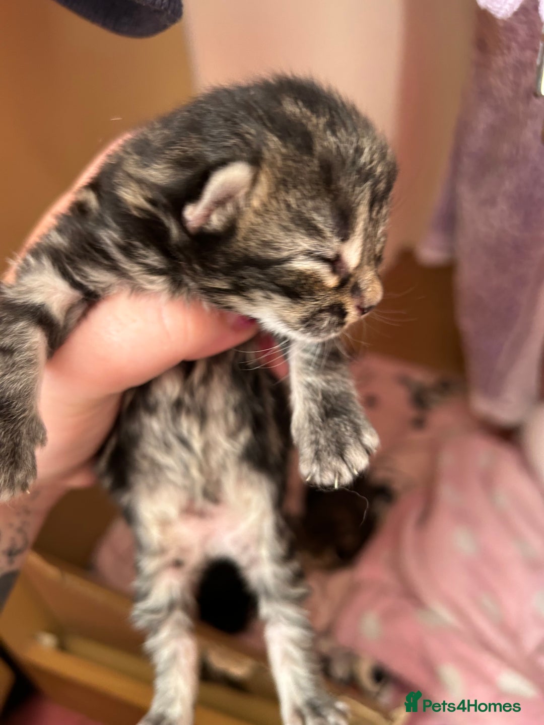 Mixed Breed cats for sale: Kittens tabby - Image 11