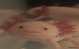 Axolotl reptiles for sale: Axolotl  - Image 4