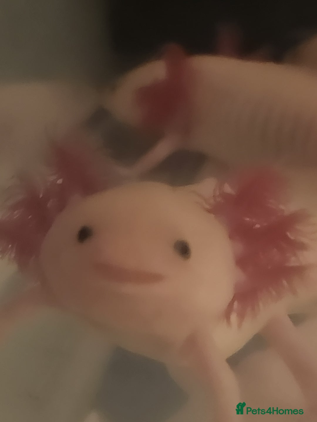 Axolotl reptiles for sale: Axolotl  - Image 4