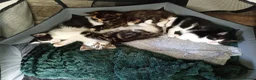Domestic Shorthair cats for sale: Stunning litter of 4 - Advert 10