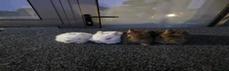 Netherland Dwarf rabbits for sale: Little bunnies  - Advert 7