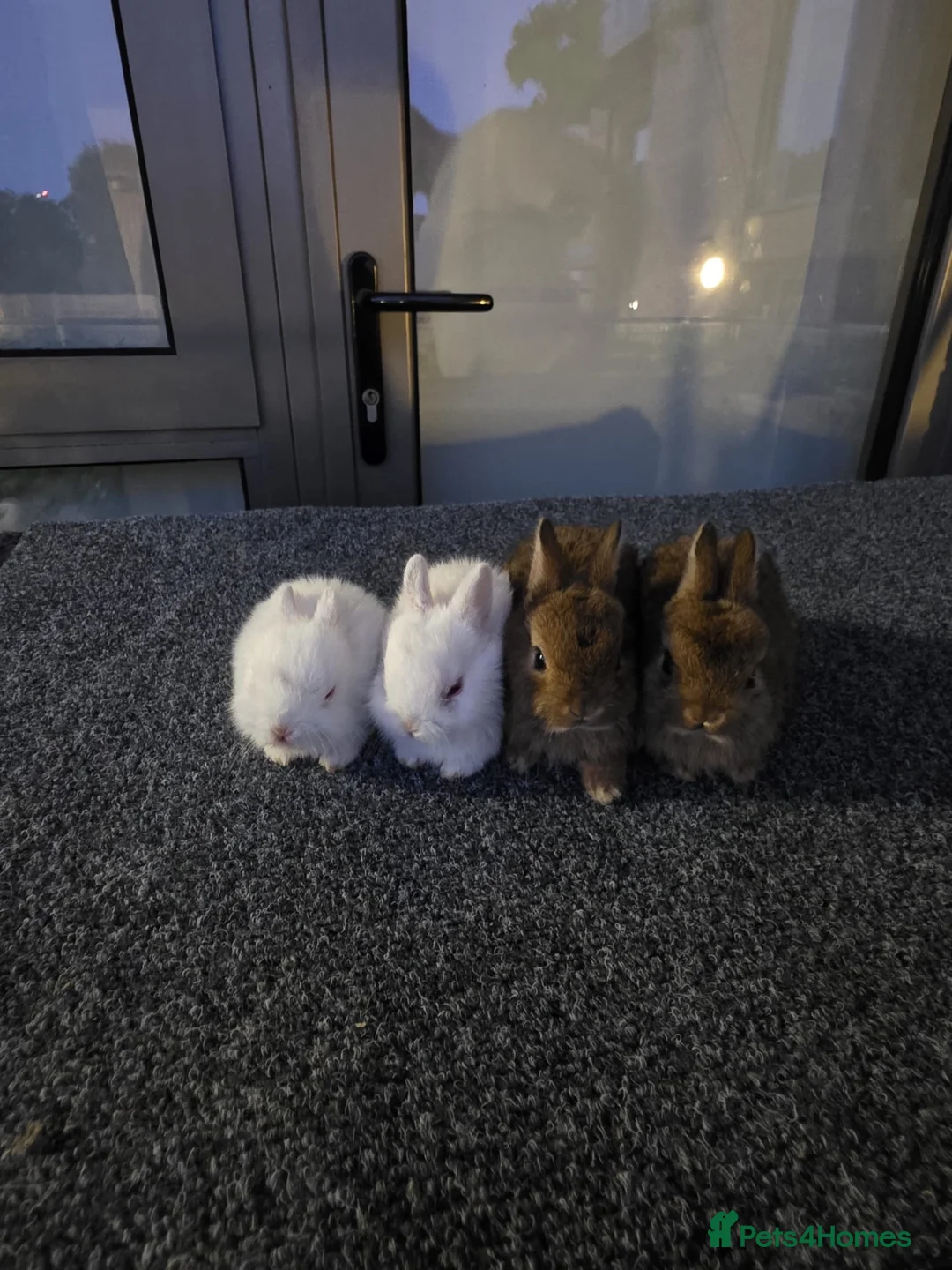 Netherland Dwarf rabbits for sale: Little bunnies  - Advert 7