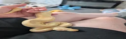 Python Snake reptiles for sale: Albino Pinstriped Royal Python  - Advert 2
