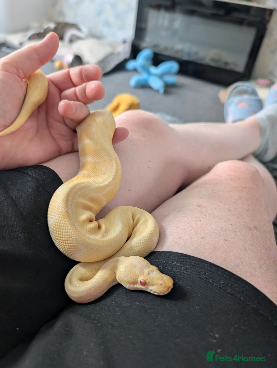 Python Snake reptiles for sale: Albino Pinstriped Royal Python  - Advert 2