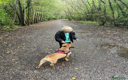 French Bulldog dogs for sale: Spud - rehoming  - Image 2