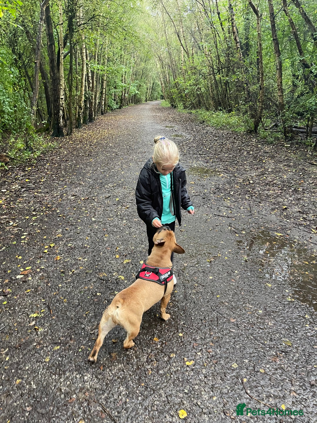 French Bulldog dogs for sale: Spud - rehoming  - Image 2