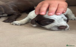 Cocker Spaniel dogs for sale: Cocker spaniel puppies  - Image 23