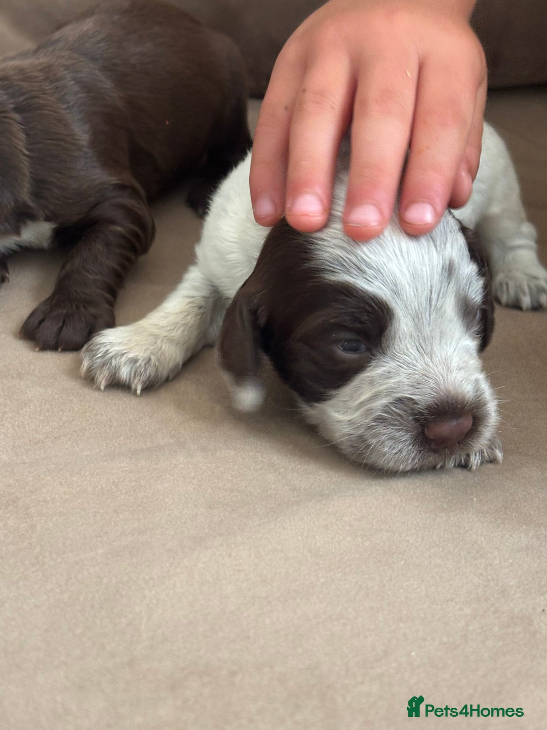 Cocker Spaniel dogs for sale: Cocker spaniel puppies  - Image 23