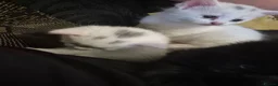Mixed Breed cats for sale: 5 little kittens - Advert 4