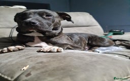 Mixed Breed dogs for sale: Staff x American pocket bully pups  - Image 15