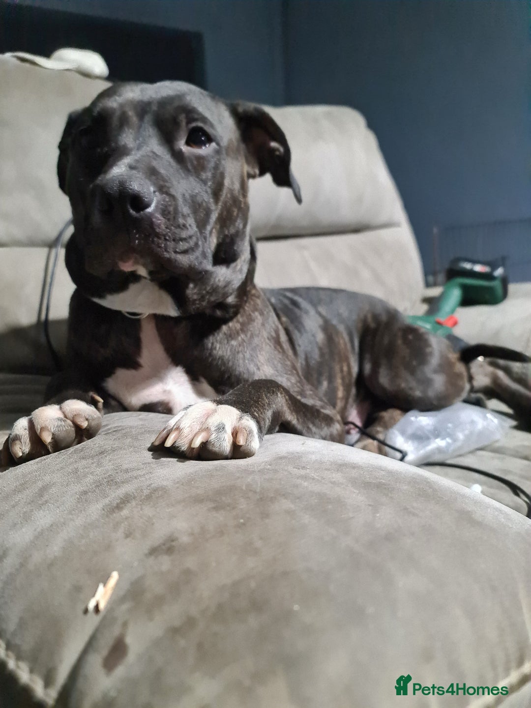 Mixed Breed dogs for sale: Staff x American pocket bully pups  - Image 15
