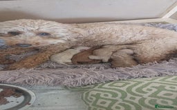 Miniature Poodle dogs for stud: Teddy KC Registered/Health tested Toy Stud in Wigan - Image 15