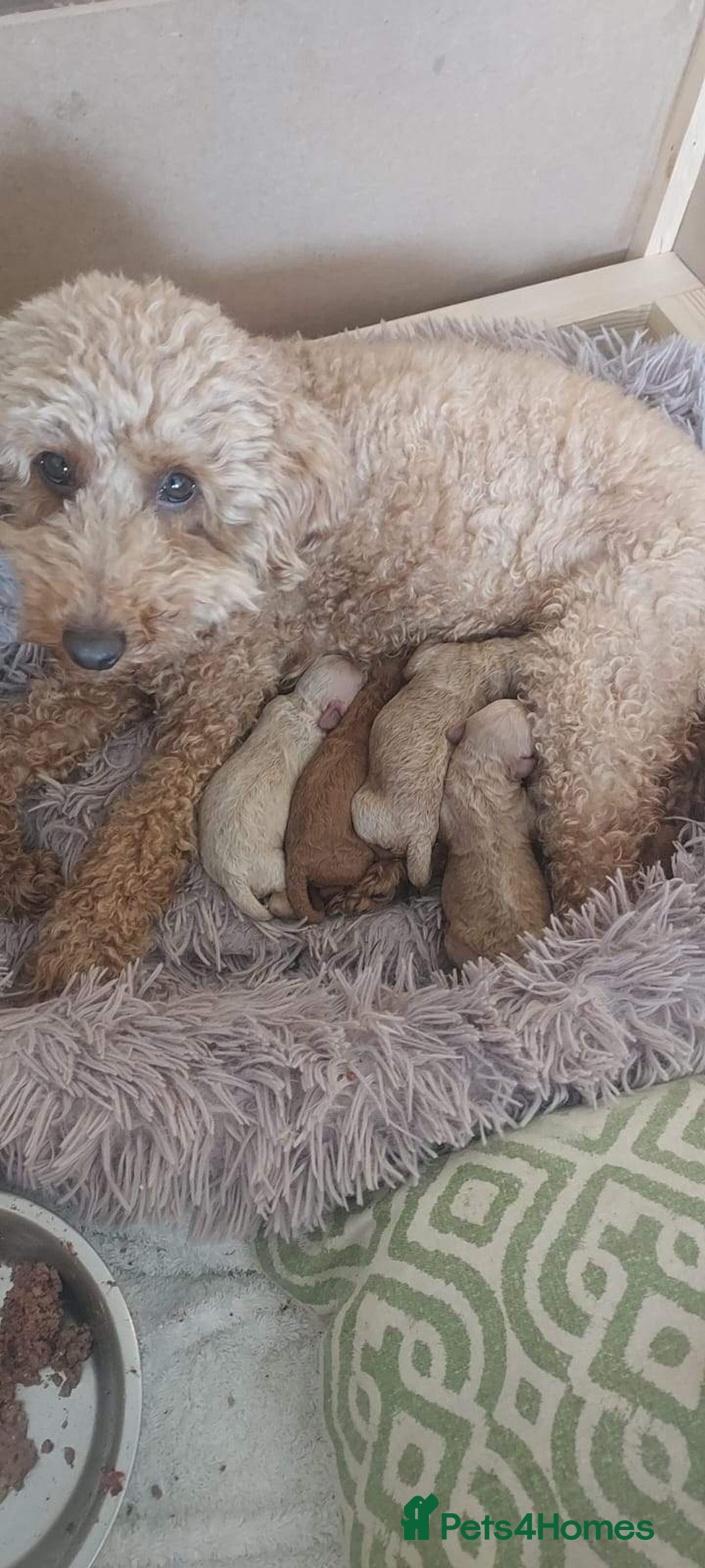 Miniature Poodle dogs for stud: Teddy KC Registered/Health tested Toy Stud in Wigan - Image 15