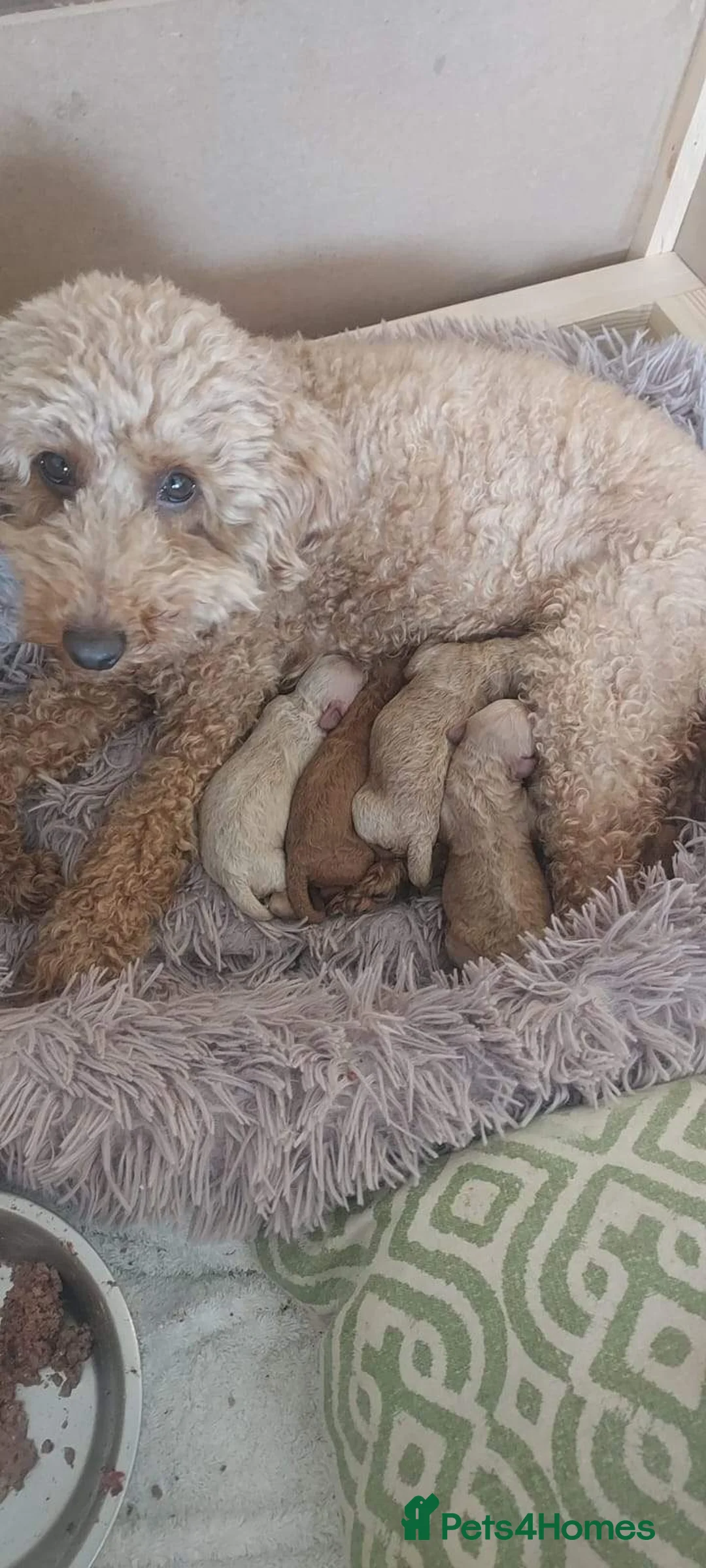 Miniature Poodle dogs for stud: Teddy KC Registered/Health tested Toy Stud in Wigan - Advert 15