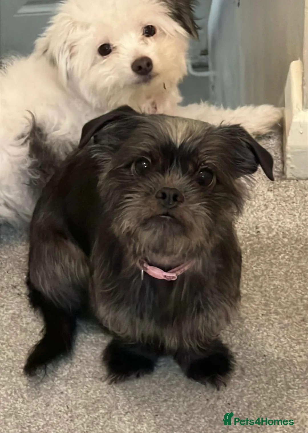 Mixed Breed dogs for sale: rehome Shih Tzu cross jack russell - Advert 1