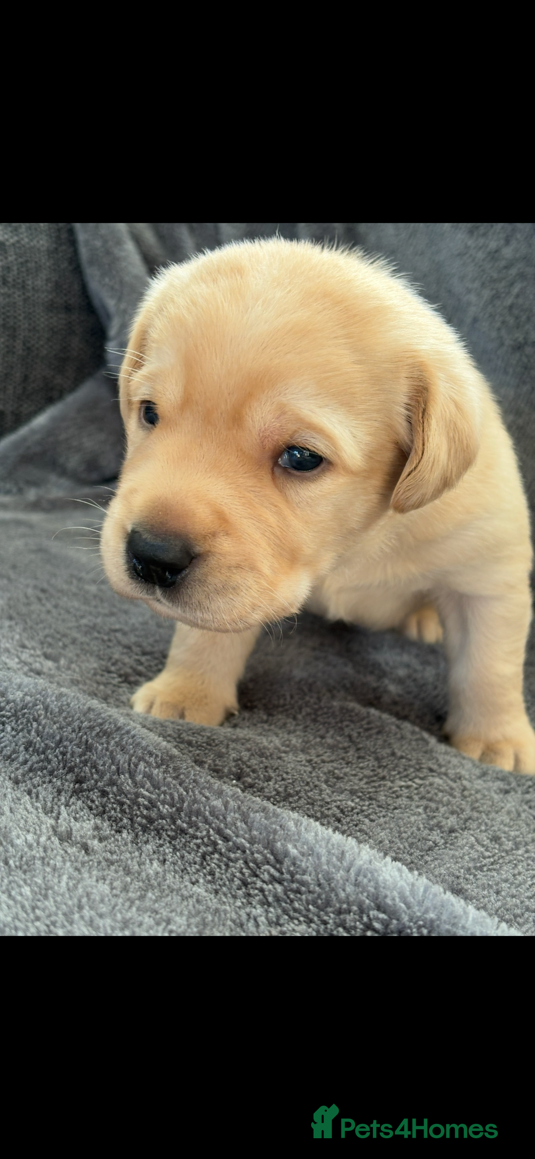 Labrador Retriever dogs for sale: Stunning litter of Labrador puppies - Advert 13