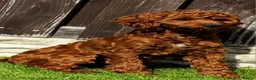 Cockapoo dogs for sale: F2 cockapoo puppies - Advert 3