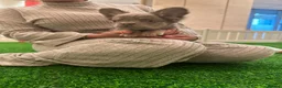 French Bulldog dogs for sale: French bull dogs  - Advert 18