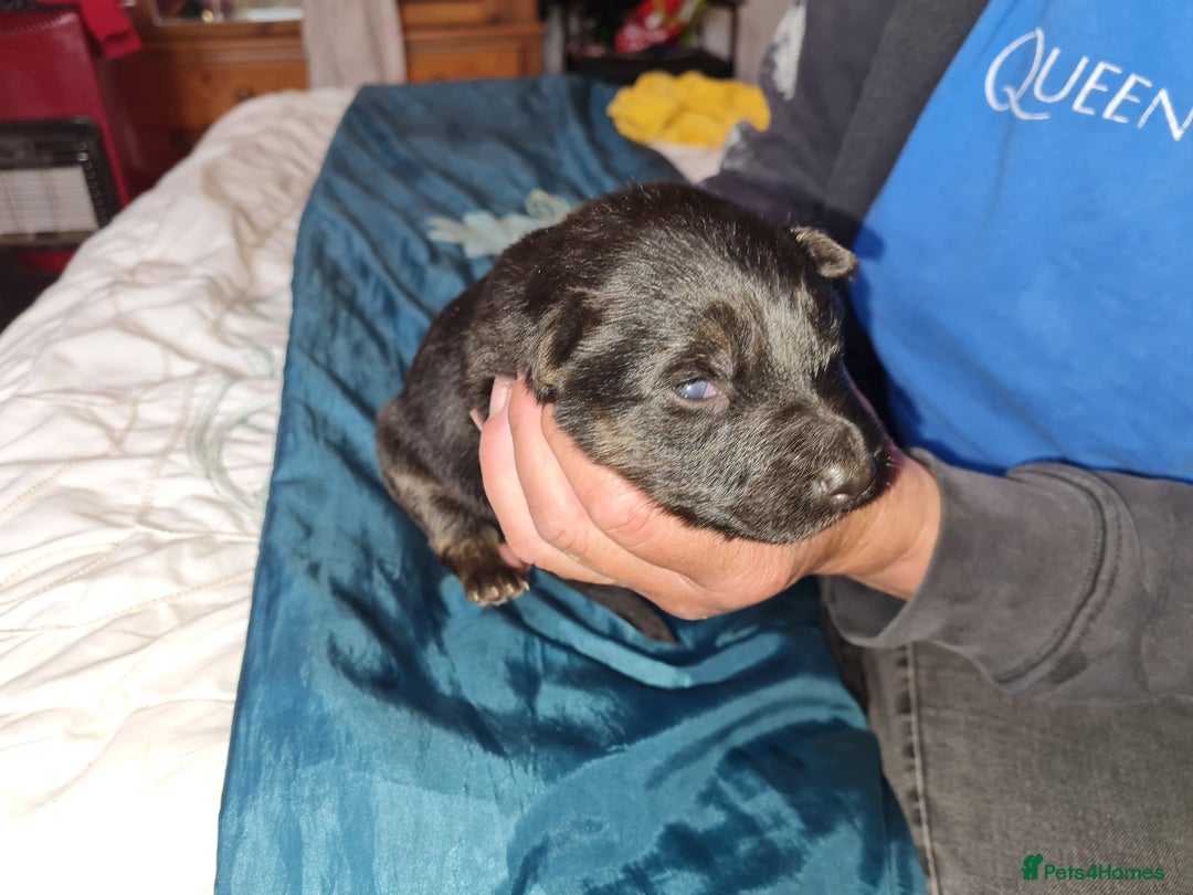 German Shepherd dogs for sale: 1 very large  longhaired Black gsd male . in Lockerbie - Image 11