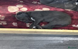 Mixed Breed dogs for sale: Bedlington Whippet puppies  - Image 10