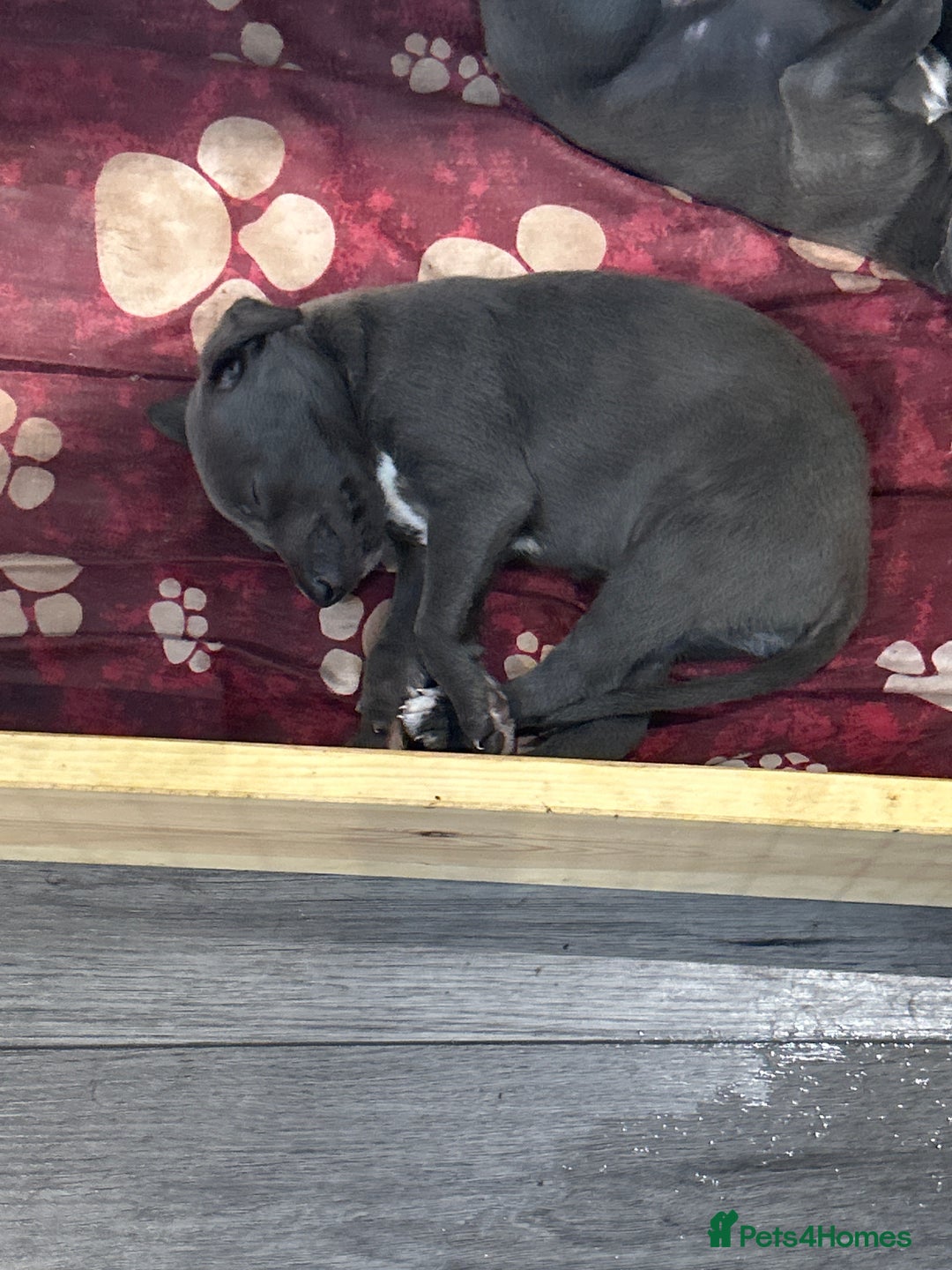 Mixed Breed dogs for sale: Bedlington Whippet puppies  - Image 10