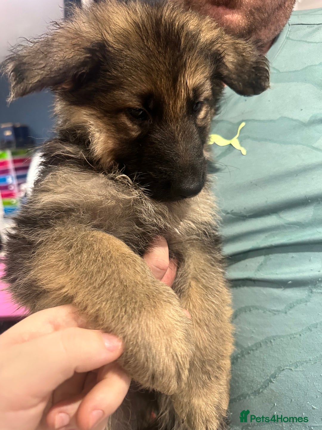 German Shepherd dogs for sale: German Shepherd puppies *Open to sensible offers* - Advert 6