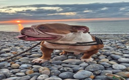 English Bulldog dogs for sale: English bulldog male - Image 1