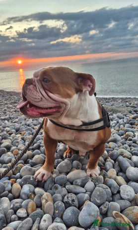 English Bulldog dogs - Advert 2