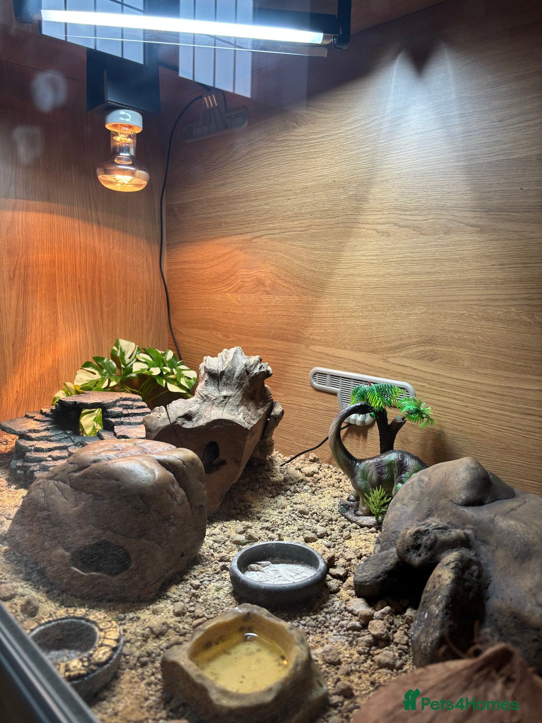 Leopard Gecko reptiles for sale: Tango Leopard Gecko - Advert 8