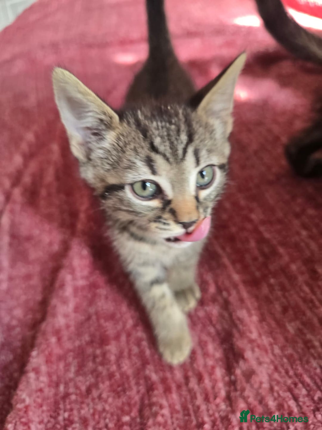 Mixed Breed cats for sale: Beautiful kittens  - Image 25