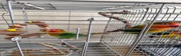 Lovebirds birds for sale: Lovebirds  - Advert 3
