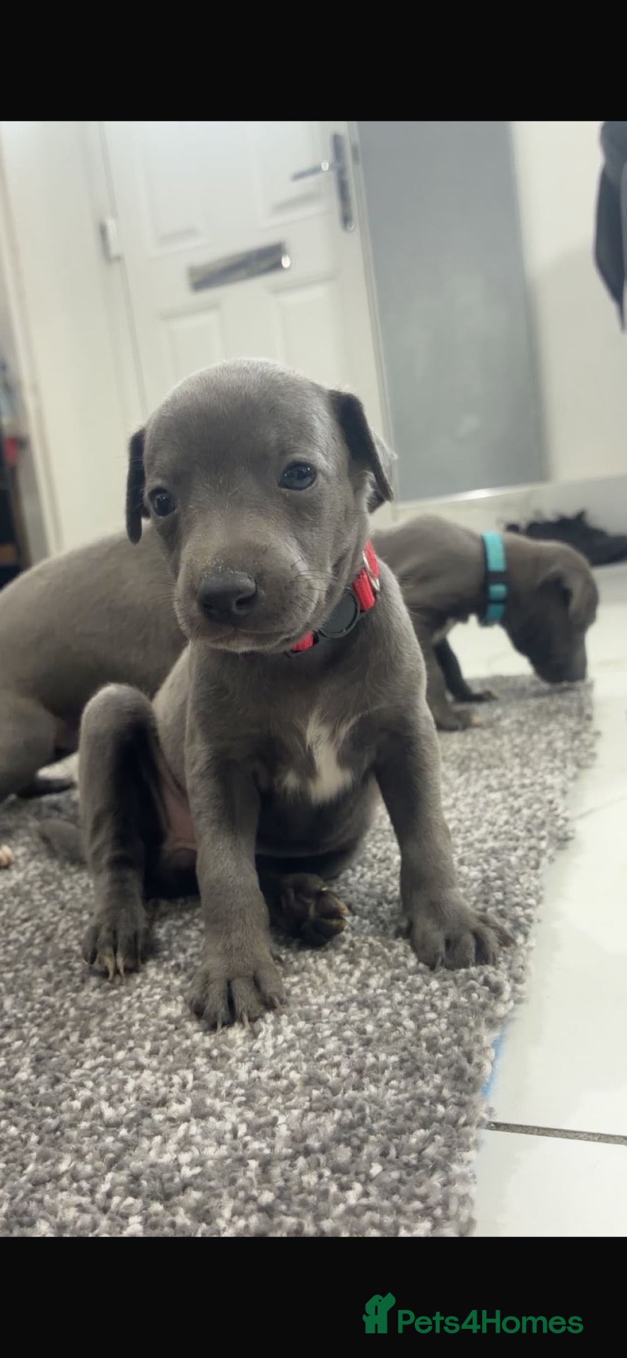 Whippet dogs Blue whippet Last girl avalivle ❤️🏠 - Advert 14