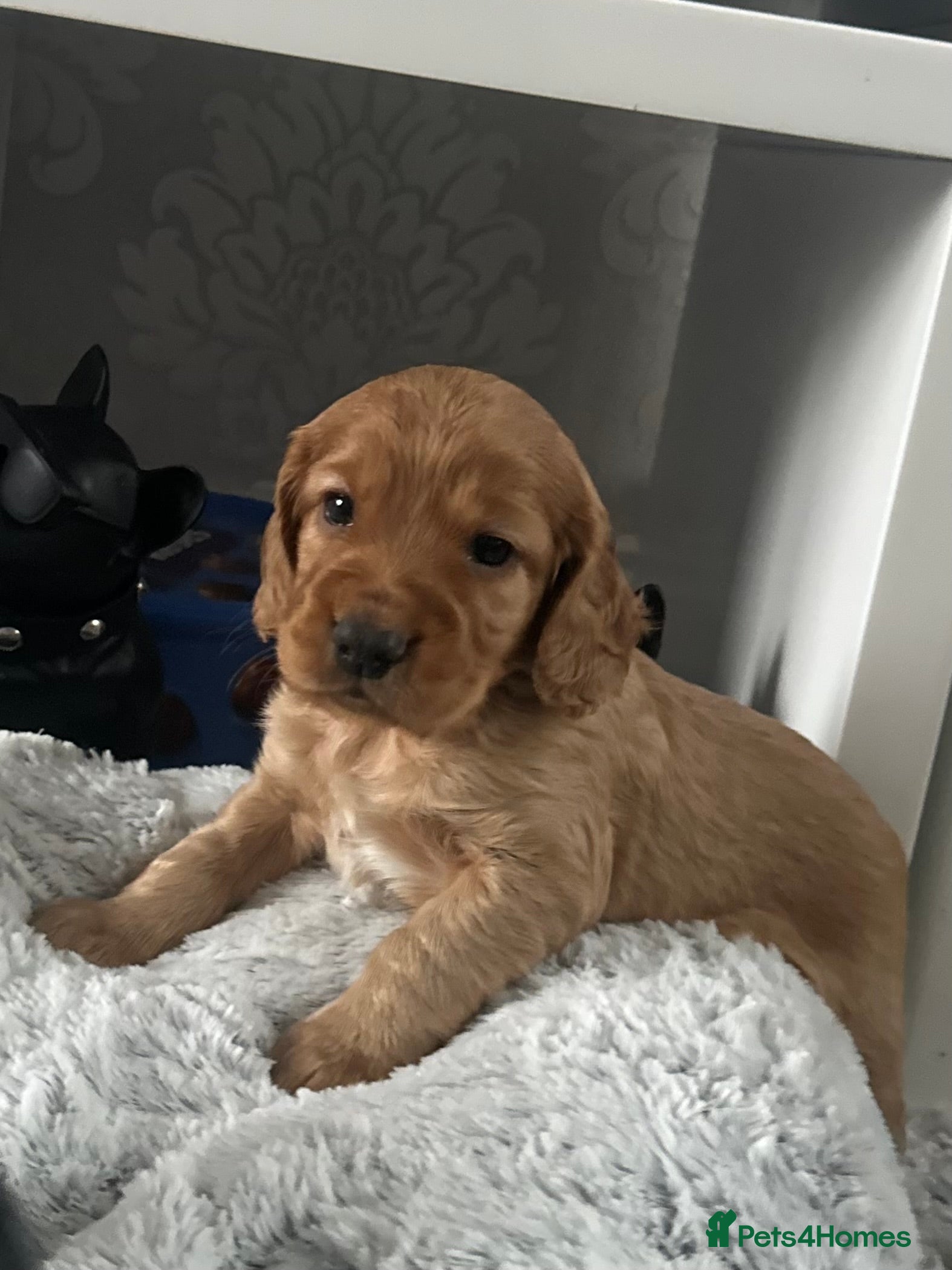 Cocker Spaniel dogs Cocker spaniel pups - Advert 8